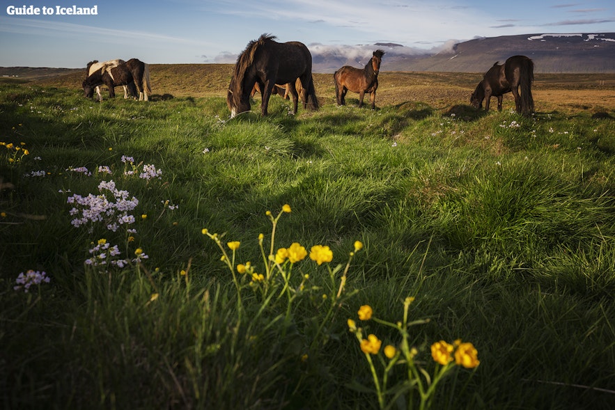 午夜阳光下的冰岛骑马之旅。