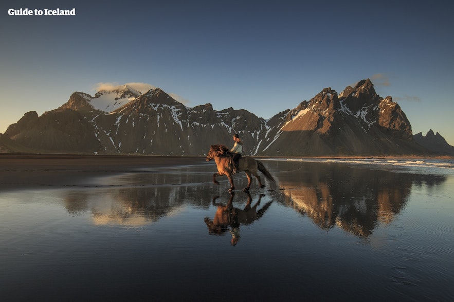 베스트라호른 산을 배경으로 질주하는 아이슬란드 토종말
