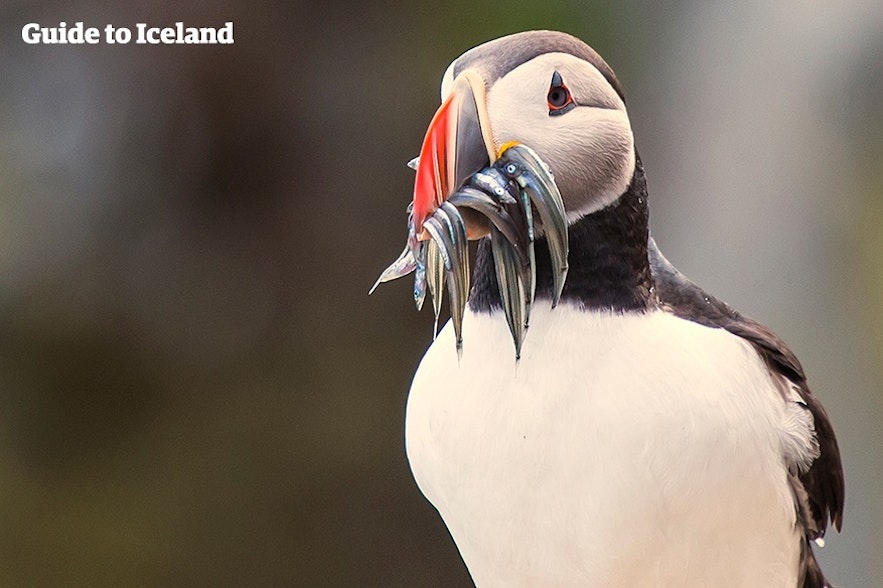 A puffin enjoys a meal of fish in Iceland.