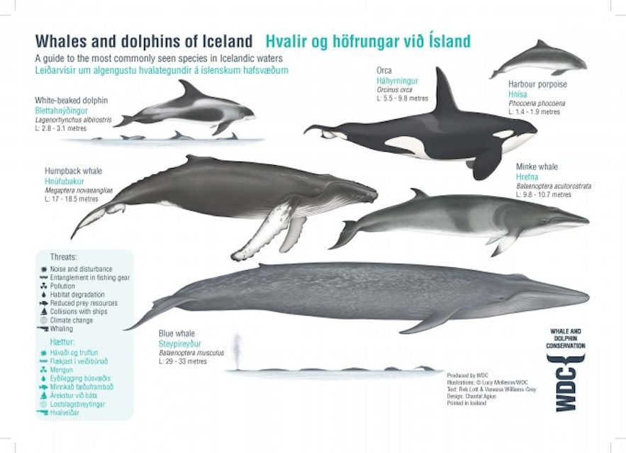 Type of whales around Iceland