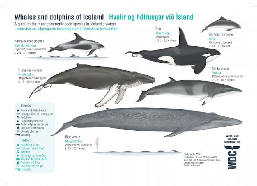 Carte montrant les espèces de baleines en Islande