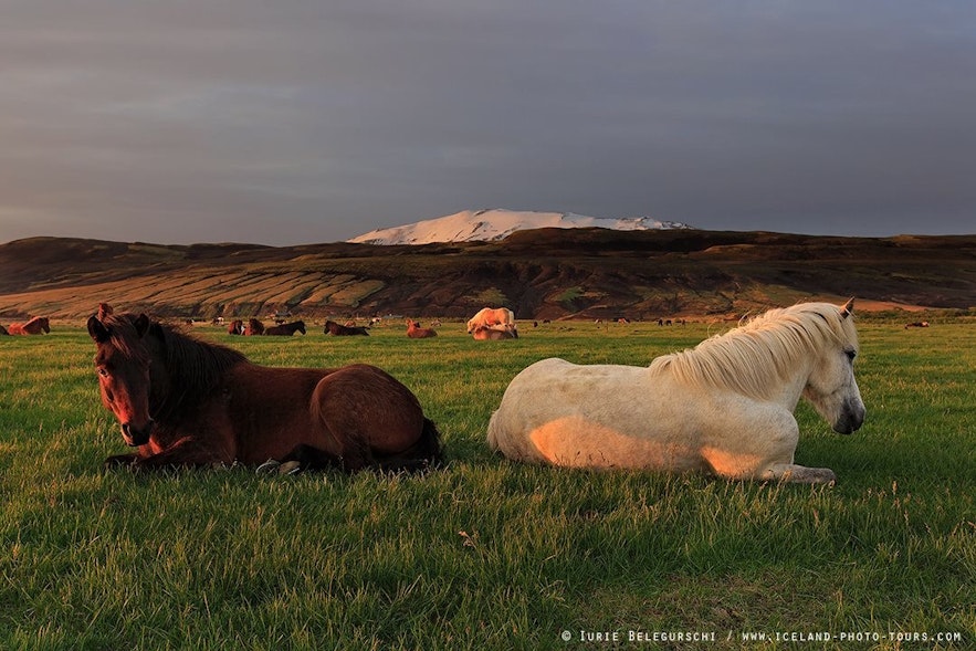Le Mont Hekla est situé dans les hautes terres en Islande, dans le sud