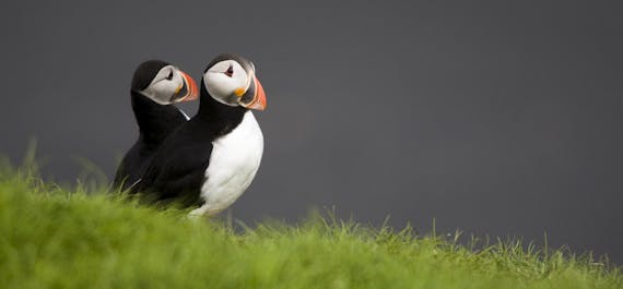 Arguably, Iceland's most recognizable residents are the adorable Puffins!