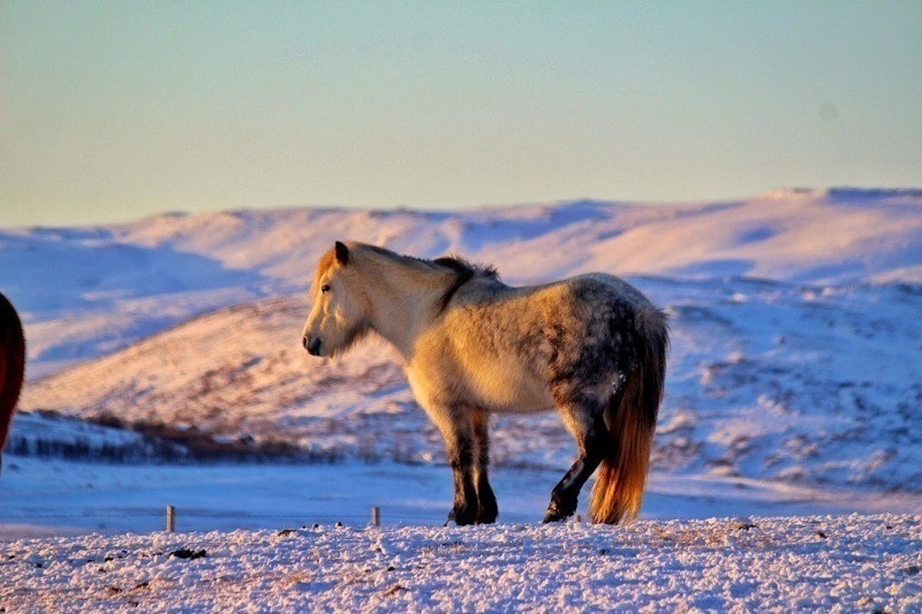 L'Islande en hiver