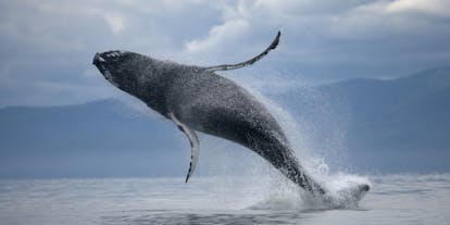 Humpback whales can exceed fifteen metres in length, so seeing one throw its body clear of the water is unbelievable.