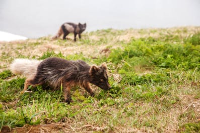 一对野生北极狐正在冰岛西峡湾内觅食