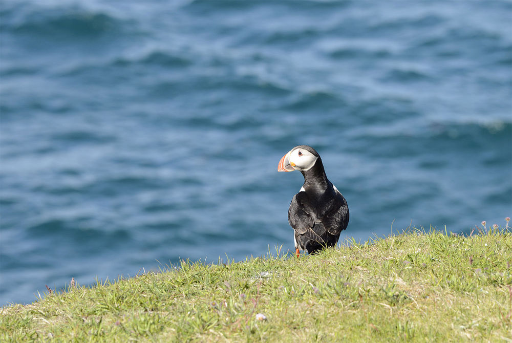 Puffins nest in Hornstrandir and other parts of the Westfjords from May to September.