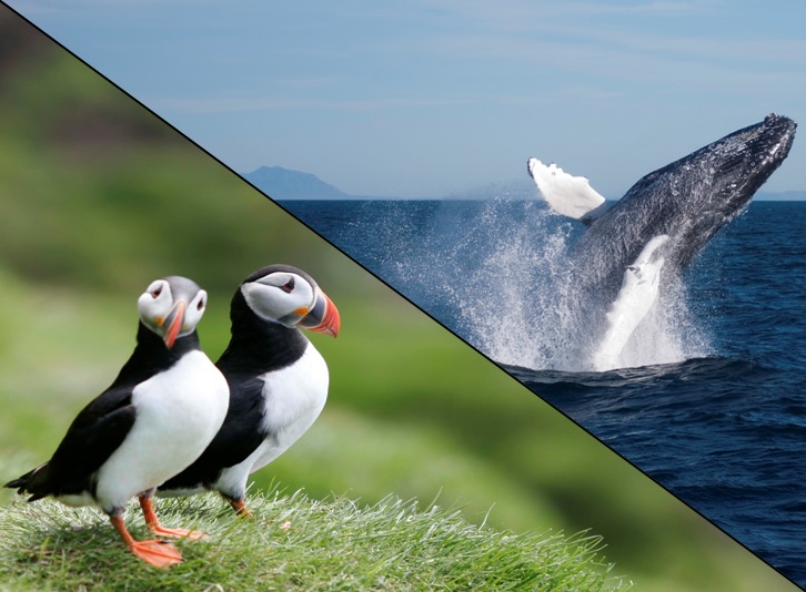 アイスランドで観察できる人気な動物、パフィンとクジラを観察するツアー