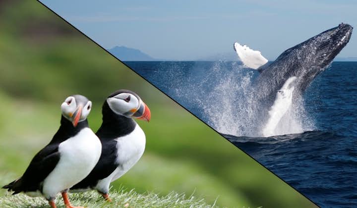 Whales & Puffins are two of Iceland's most recognisable residents.