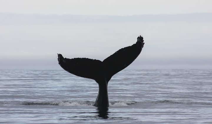 에이야피요르두르에서 혹등고래가 헤엄치고 있습니다.