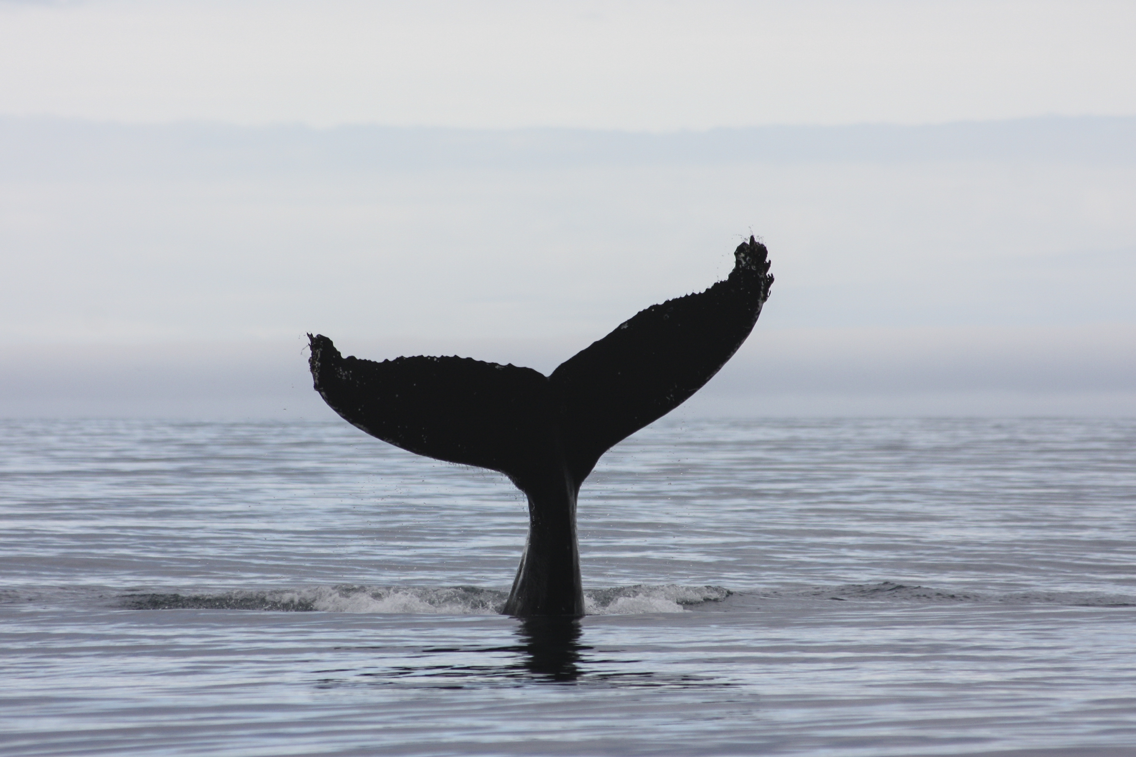 A Humpback Whale fluking in Eyjafjörður.
