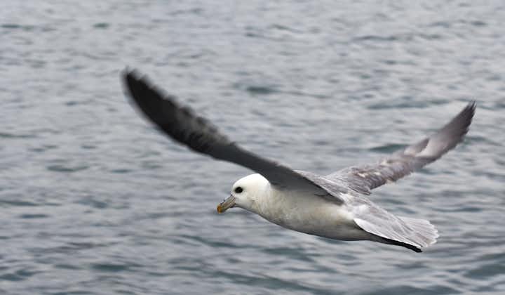 海鹦、海鸥、暴风鹱、三趾鸥、塘鹅是冰岛北部观鸟旅行团中的常见鸟类。