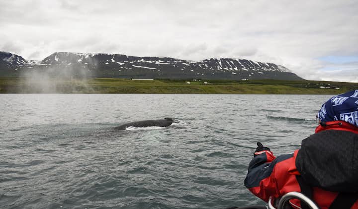 Whale watching with the mountains of Eyjafjörður in the background is spectacular.