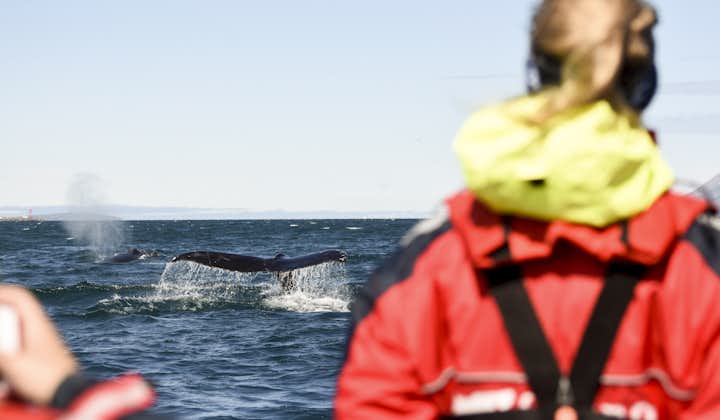 座头鲸是冰岛北部埃亚峡湾中最常见的鲸种之一，雷克雅未克外的Faxaflói海湾中最常见的鲸种是小须鲸。