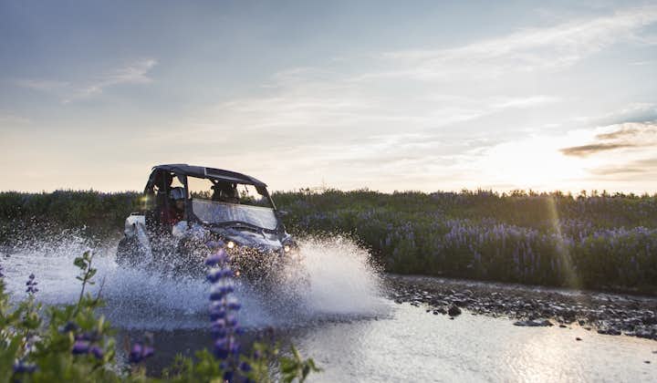 A buggy driving through a river in Iceland, surrounded by a field of lupins.