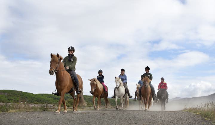 Icelandic horses have evolved separately from other breeds for over a millennium.