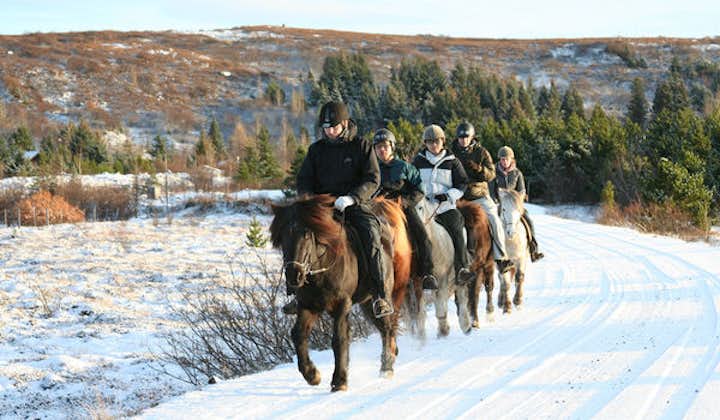 Going on a riding tour during winter in Iceland means the horses are sporting their thick, fluffy coats.