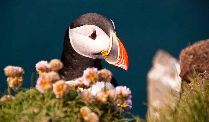 The Atlantic Puffins nest on Grimsey