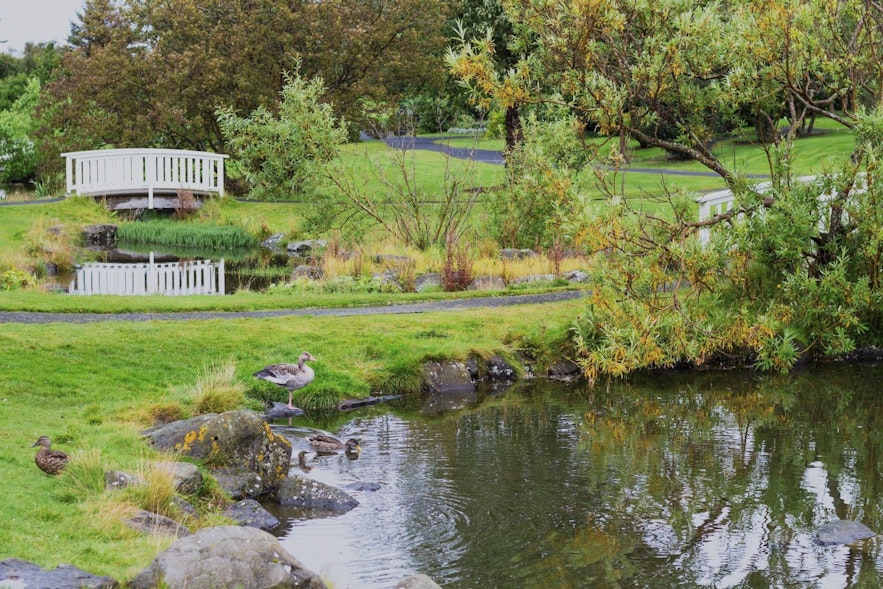 The Reykjavik Botanical Garden is lovely in the summertime