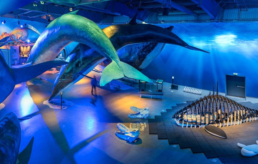 The Whales of Iceland Museum is an interesting place to visit in Reykjavik