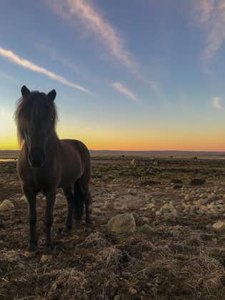 A black Icelandic horse stands on rocky terrain in the Thingvellir National Park.