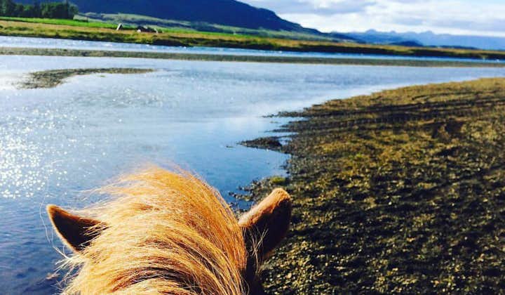 Én times ridetur på hesteryg fra Flúðir i Sydisland