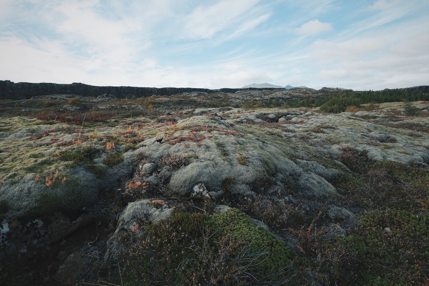 冰岛苔藓地