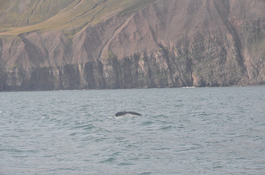 Whale watching with North Sailing in Húsavík