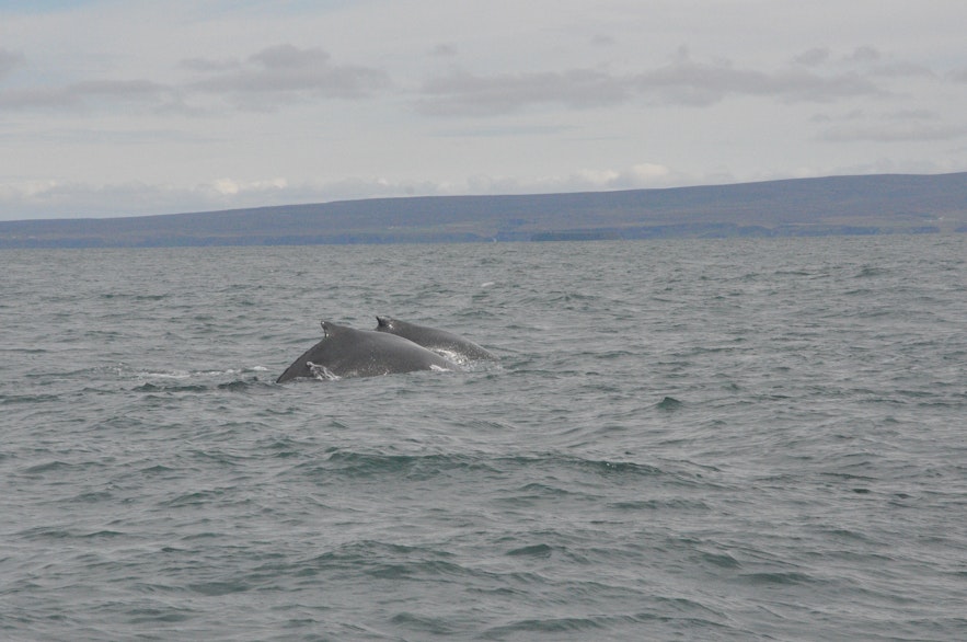 Two humpback whales on a whale watching from Húsavík