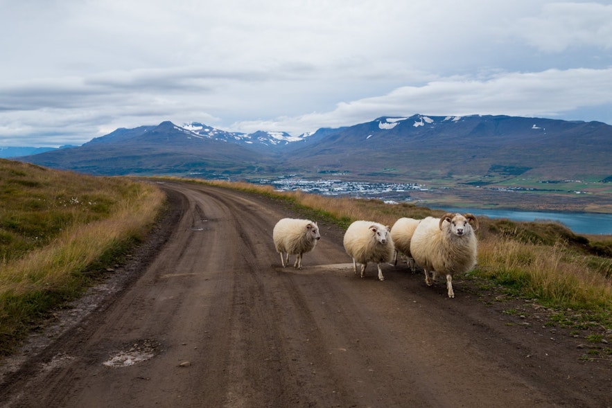 아이슬란드에 운전을 할 때에는 양이 떼지어 지나가는 경우를 조심하세요