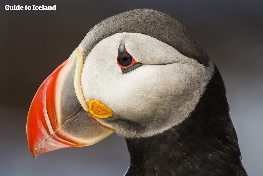 Puffin shops in Iceland are very overpriced.
