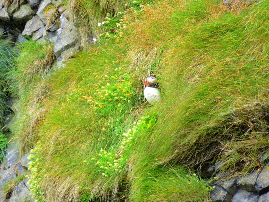 Puffins in the Westman islands