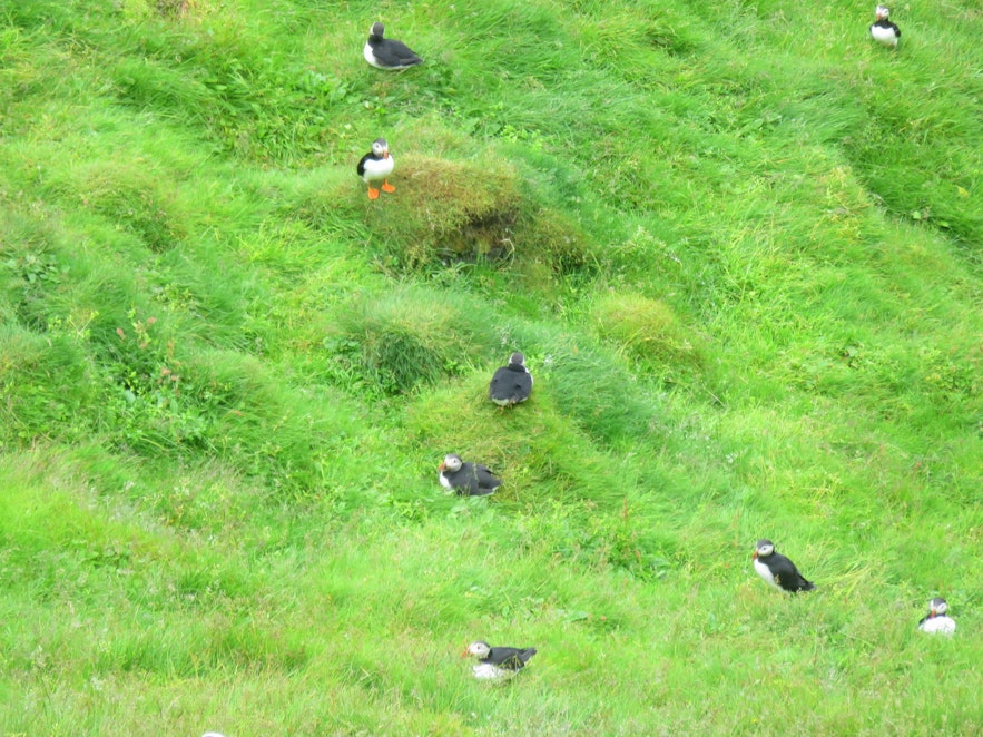Puffins in the Westman islands
