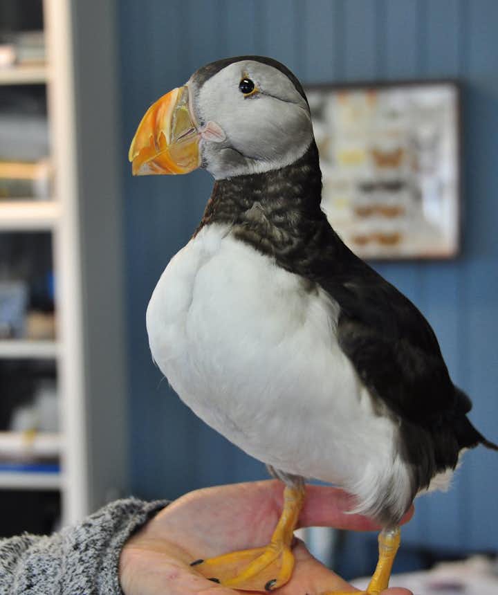 The Westman Islands - Sæheimar Museum and the Puffins - Closed with a new Home at Sea Life Trust