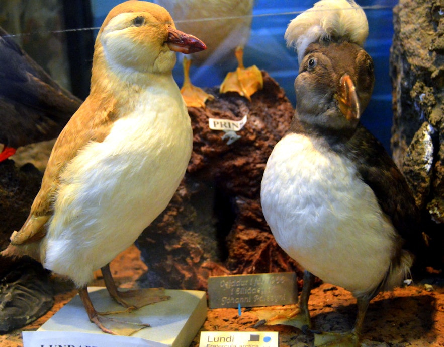 Different types of puffins at Sæheimar museum