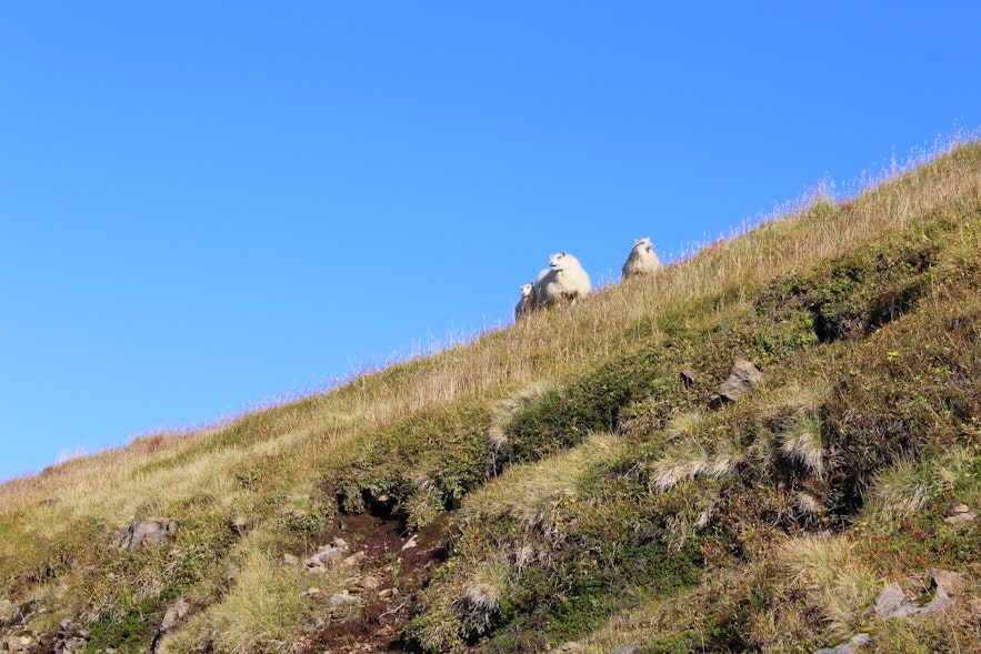 Gathering Sheep in Árneshreppur