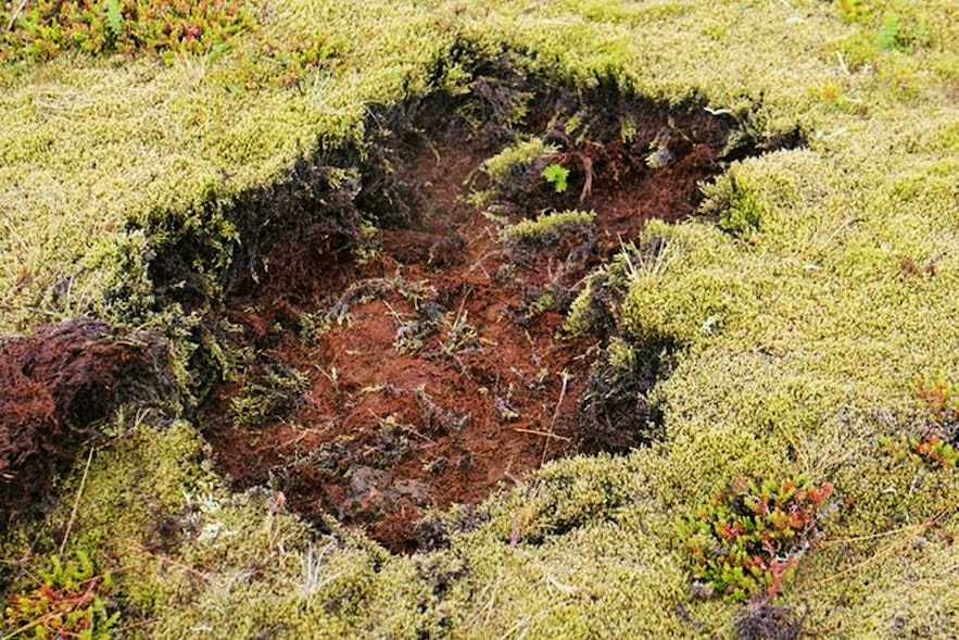 冰岛苔藓
