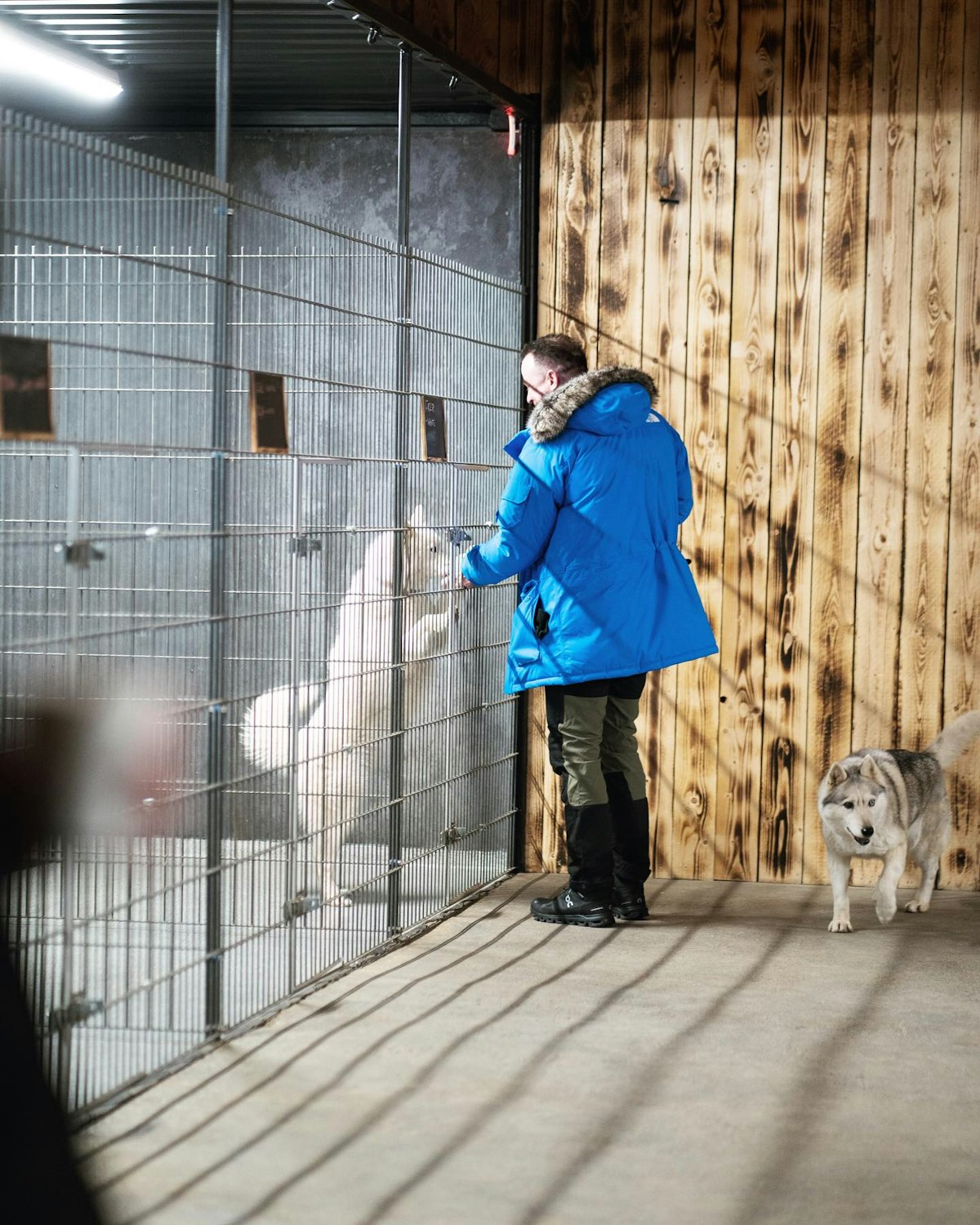 Thrilling 1-Hour Cart Racing Tour with Siberian Huskies Near Reykjavik ...