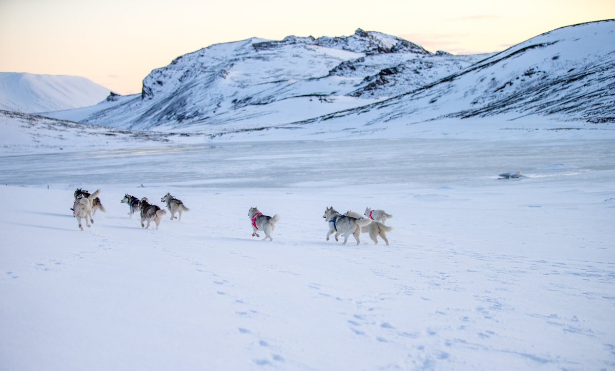 Thrilling 1-Hour Cart Racing Tour with Siberian Huskies Near Reykjavik ...