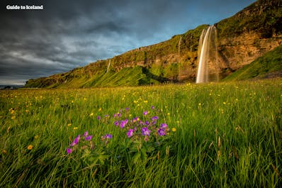 The Seljalandsfoss waterfall on Iceland's South Coast, with a green meadow and wild flowers in the foreground.
