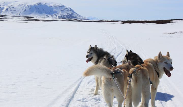 Tur med sibirske huskyer | Hundekjøring i området ved Mývatn