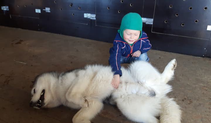 用于冰岛狗拉雪橇之旅的西伯利亚哈士奇犬都是喜欢孩子和与人类互动的狗