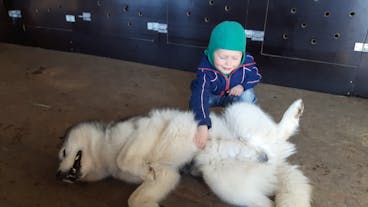 Les Husky sibériens qui sont utilisés pour des excursions en traîneau à chiens en Islande adorent les enfants.