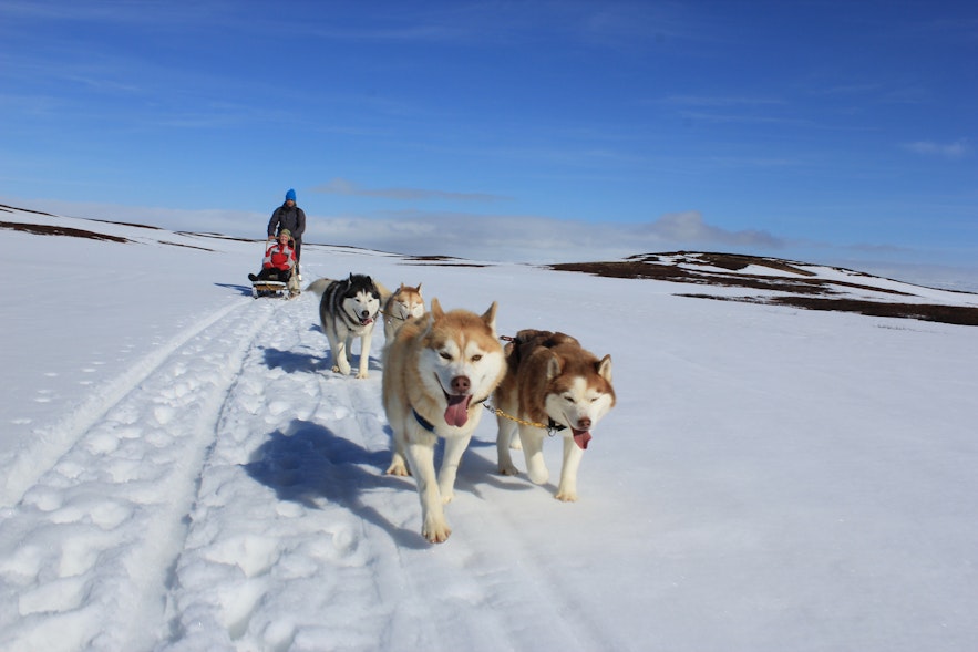 Dog sledding dogs at Heiði farm in north Iceland