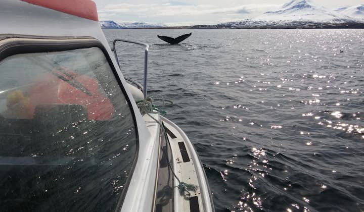 A humpback whale dives into the deep in the waters between North Iceland and Hrísey Island.