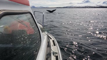 A humpback whale dives into the deep in the waters between North Iceland and Hrísey Island.