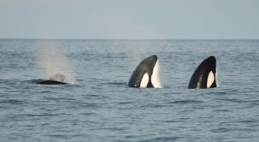 De Westmaneilanden zijn de beste plaats in IJsland om orka's te zien.