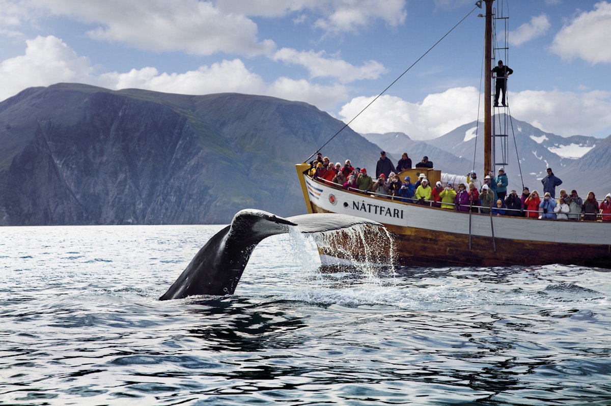 Original 3 Hour Whale Watching Adventure in Oak Boats with Transfer from Husavik | Guide to Iceland
