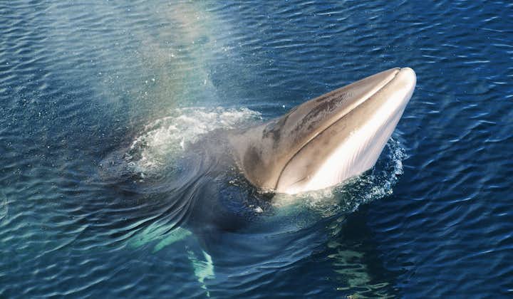 Skjálfandi bay is full of curious giants that regularly greet guests on whale watching tours.