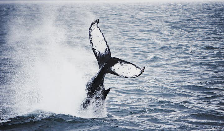 It is not uncommon to see whales breaching on the Húsavík Original Whale Watching tour.